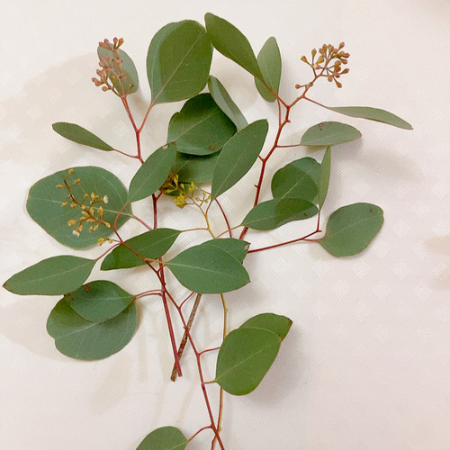 ポポラス ポポラスベリー ドライフラワー Satsuki 通販 17964584