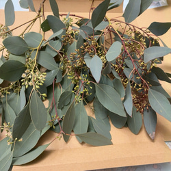 ポポラス ポポラスベリー ドライフラワー Satsuki 通販 17964584