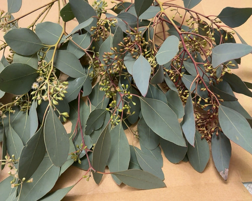 ポポラス ポポラスベリー ドライフラワー Satsuki 通販 17964584