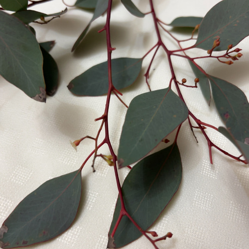 ポポラス ポポラスベリー ドライフラワー Satsuki 通販 17964584