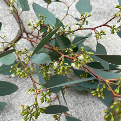 ポポラス ポポラスベリー ドライフラワー Satsuki 通販 17964584