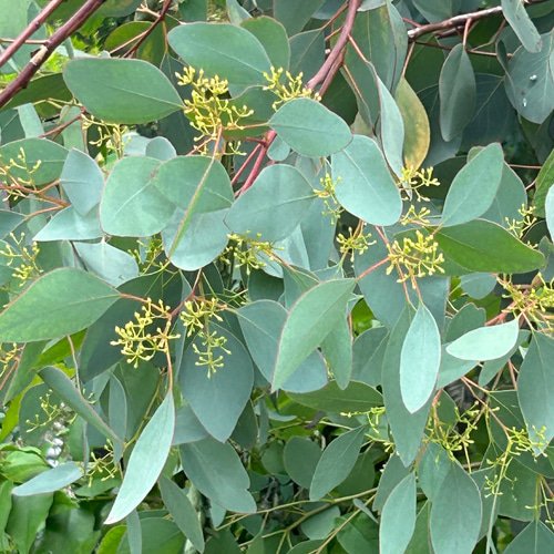 ポポラス ポポラスベリー ドライフラワー Satsuki 通販 17964584