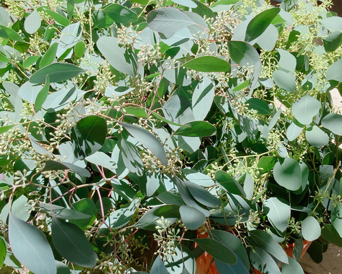 ✾ ユーカリ ポポラスベリー ✾ ポポラス フレッシュ ✾ フレッシュユーカリ ポポラス スワッグorフレッシュユーカリ