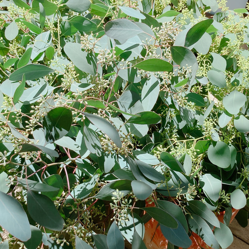 ポポラス ポポラスベリー ドライフラワー Satsuki 通販 17964584