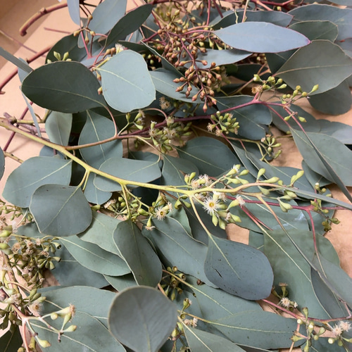 ポポラス ポポラスベリー ドライフラワー Satsuki 通販 17964584