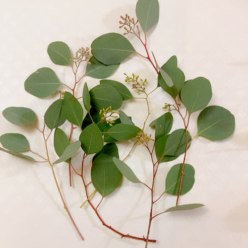 ポポラス ポポラスベリー ドライフラワー Satsuki 通販 17964584