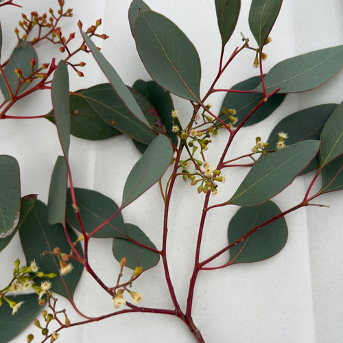 ポポラス ポポラスベリー ドライフラワー Satsuki 10/3〜11迄