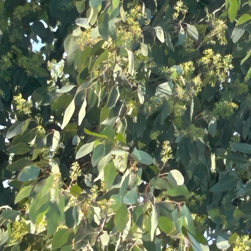 ポポラス ポポラスベリー ドライフラワー Satsuki 通販 17964584