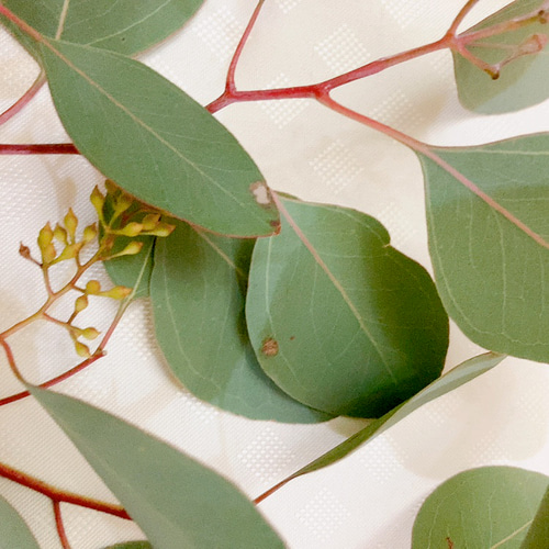 ポポラス ポポラスベリー ドライフラワー Satsuki 通販 17964584