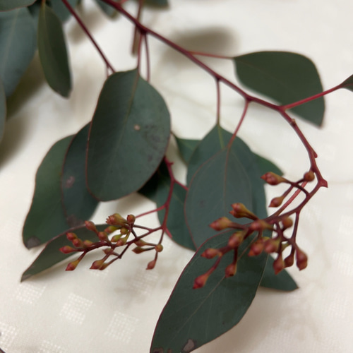 ポポラス ポポラスベリー ドライフラワー Satsuki 10/3〜11迄