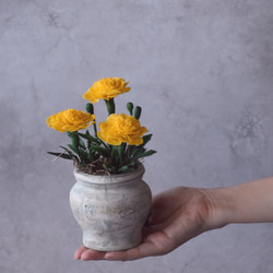 お買い得 早い者勝ち 2026 超豪華 12品種 多肉植物福袋 多肉植物 愛