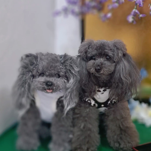 等身大 実物大 リアル ぬいぐるみ 犬 プードル マルチーズ 等身大 実物大 リアル ぬいぐるみ 犬 プードル マルチーズ
