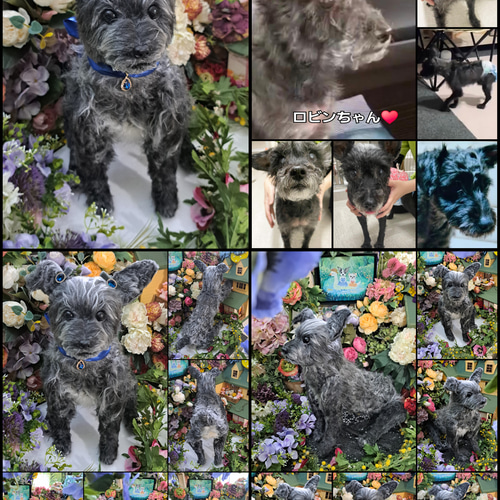 等身大 実物大 リアル ぬいぐるみ 犬 プードル マルチーズ