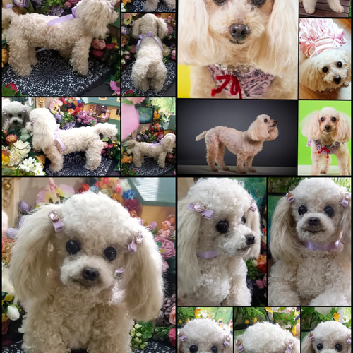 等身大 実物大 リアル ぬいぐるみ 犬 プードル マルチーズ 等身大 実物大 リアル ぬいぐるみ 犬 プードル マルチーズ