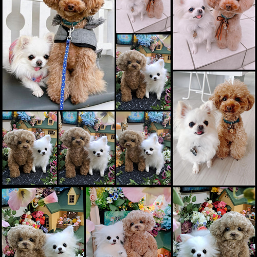 等身大 実物大 リアル ぬいぐるみ 犬 プードル マルチーズ
