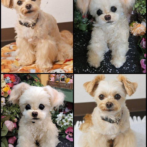 等身大 実物大 リアル ぬいぐるみ 犬 プードル マルチーズ