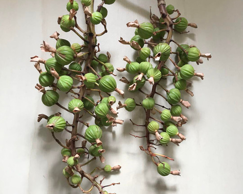 月桃 月桃の実 ドライフラワー 消臭 沖縄 スワッグ ハーブティー