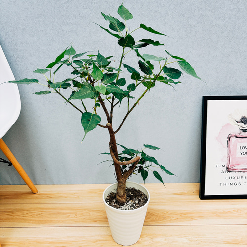 ［現品］R インドボダイジュ　フィカスレリギオーサ　曲がり　7号　観葉植物 現品］R インドボダイジュ フィカスレリギオーサ 曲がり 7号