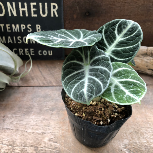 アロカシア ニンジャ♡ベルベット♡卵型♡観葉植物♡インテリア アート  