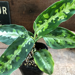 アグラオネマ ピクタム トリカラー♡迷彩柄♡観葉植物♡ アート