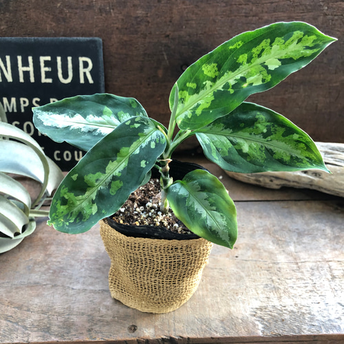 Amazon｜アグラオネマ ピクタム トリカラー 迷彩柄 観葉植物