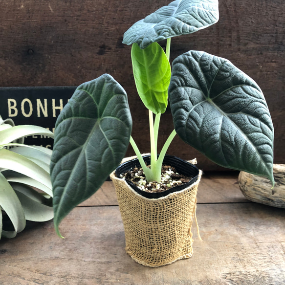 ドラゴンムーン♡アロカシア♡ シルバーグレーの葉とボコボコした葉脈♡観葉植物 人気・おすすめ｜使いやすい・旅行におすすめ 品質保証 全国発送