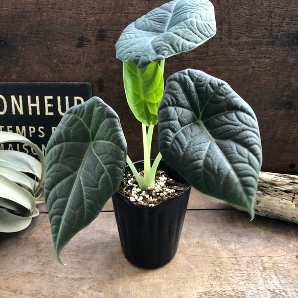 ドラゴンムーン♡アロカシア♡ シルバーグレーの葉とボコボコした葉脈♡観葉植物 人気・おすすめ｜使いやすい・旅行におすすめ 品質保証 全国発送