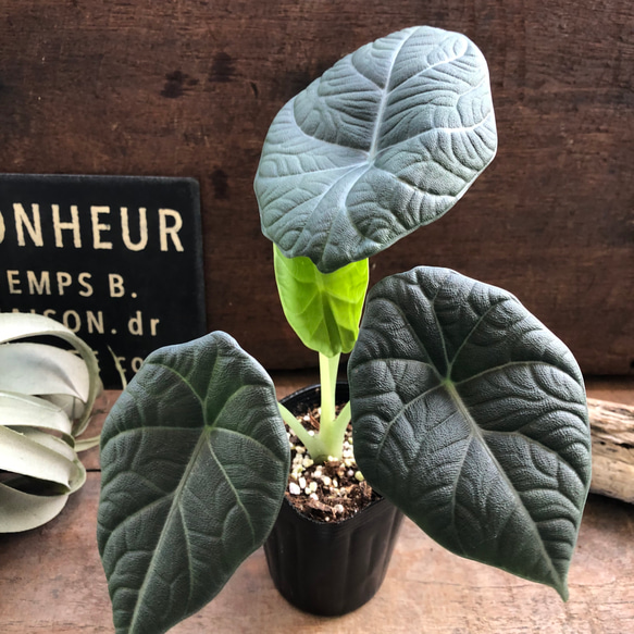 ドラゴンムーン♡アロカシア♡ シルバーグレーの葉とボコボコした葉脈♡観葉植物 人気・おすすめ｜使いやすい・旅行におすすめ 品質保証 全国発送