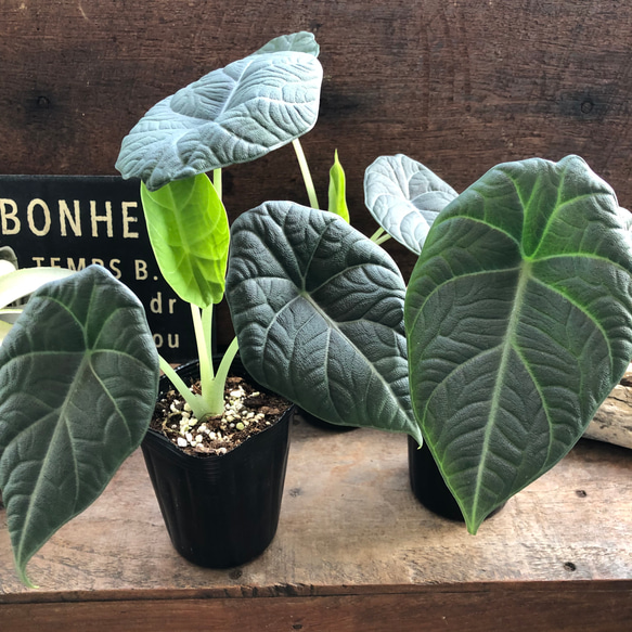 ドラゴンムーン♡アロカシア♡ シルバーグレーの葉とボコボコした葉脈♡観葉植物 人気・おすすめ｜使いやすい・旅行におすすめ 品質保証 全国発送