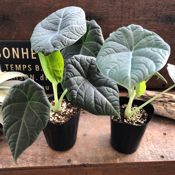 ドラゴンムーン♡アロカシア♡ シルバーグレーの葉とボコボコした葉脈♡観葉植物 人気・おすすめ｜使いやすい・旅行におすすめ 品質保証 全国発送
