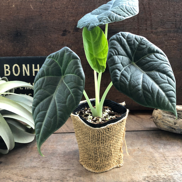ドラゴンムーン♡アロカシア♡ シルバーグレーの葉とボコボコした葉脈♡観葉植物 人気・おすすめ｜使いやすい・旅行におすすめ 品質保証 全国発送