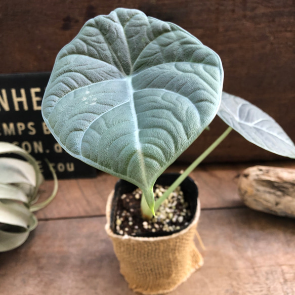 ドラゴンムーン♡アロカシア♡ シルバーグレーの葉とボコボコした葉脈♡観葉植物 人気・おすすめ｜使いやすい・旅行におすすめ 品質保証 全国発送