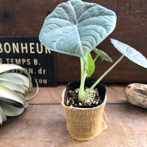 ドラゴンムーン♡アロカシア♡ シルバーグレーの葉とボコボコした葉脈♡観葉植物 人気・おすすめ｜使いやすい・旅行におすすめ 品質保証 全国発送