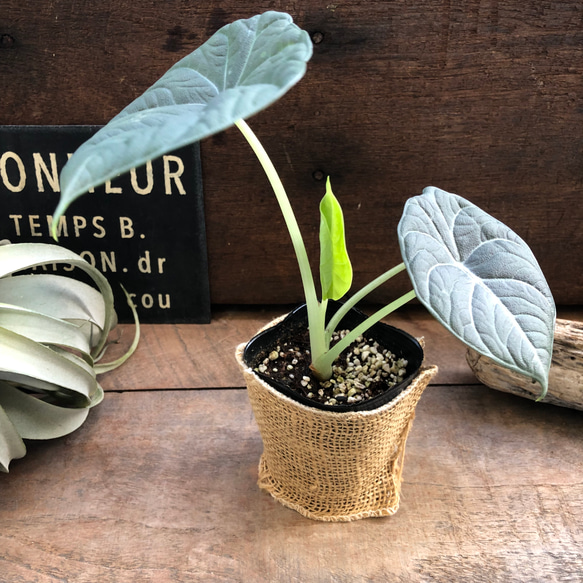 ドラゴンムーン♡アロカシア♡ シルバーグレーの葉とボコボコした葉脈♡観葉植物 人気・おすすめ｜使いやすい・旅行におすすめ 品質保証 全国発送