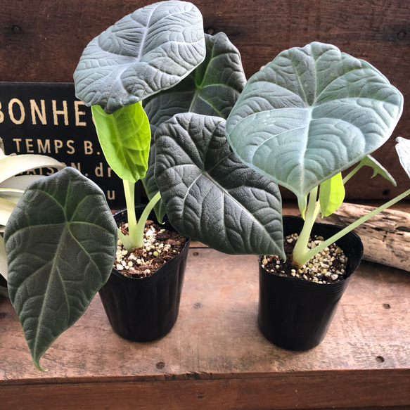 ドラゴンムーン♡アロカシア♡ シルバーグレーの葉とボコボコした葉脈♡観葉植物 人気・おすすめ｜使いやすい・旅行におすすめ 品質保証 全国発送