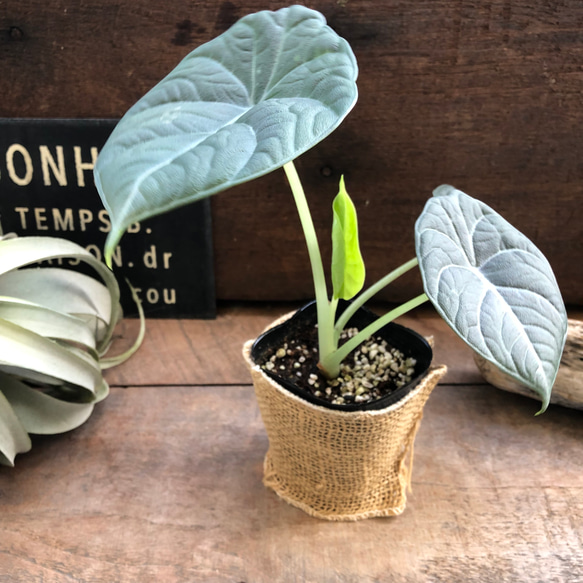 ドラゴンムーン♡アロカシア♡ シルバーグレーの葉とボコボコした葉脈♡観葉植物 人気・おすすめ｜使いやすい・旅行におすすめ 品質保証 全国発送