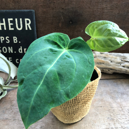 Anthurium'Ace of Spades' アンスリウム実生 心強く