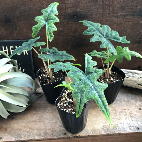 アロカシア　ジャックリン グレードA アロカシア ジャックリン グレードA