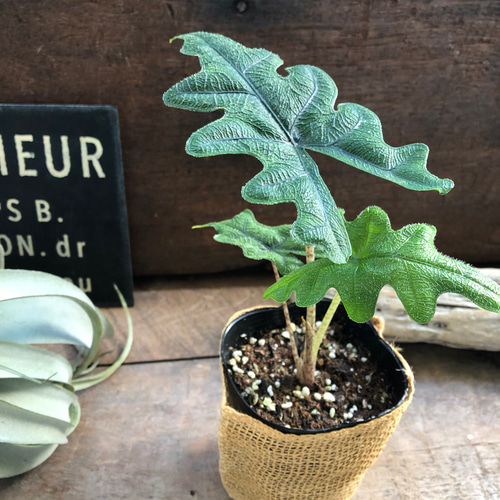 ジャックリン♡アロカシア♡ジャクリン♡観葉植物 希少 珍しい