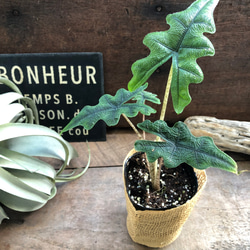 ジャックリン♡アロカシア♡ジャクリン♡観葉植物 希少 珍しい