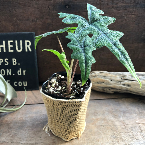 希少 アロカシア ジャックリン オーレア Alocasia jacklyn アロカシア ジャクリン アロカシアジャックリ