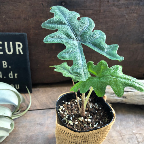 ジャックリン♡アロカシア♡ジャクリン♡観葉植物 希少 珍しい