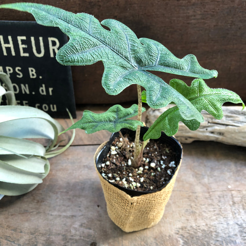 ジャックリン♡アロカシア♡ジャクリン♡観葉植物 希少 珍しい