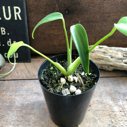 モンステラバールマルクスフレーム