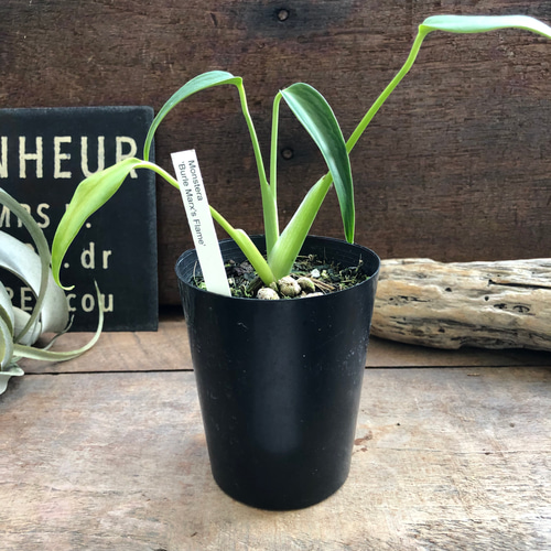 モンステラ 『バールマルクスフレーム』♡希少品種♡切れ込み細葉