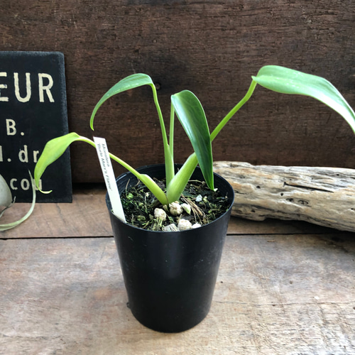 モンステラ 『バールマルクスフレーム』♡希少品種♡切れ込み細葉