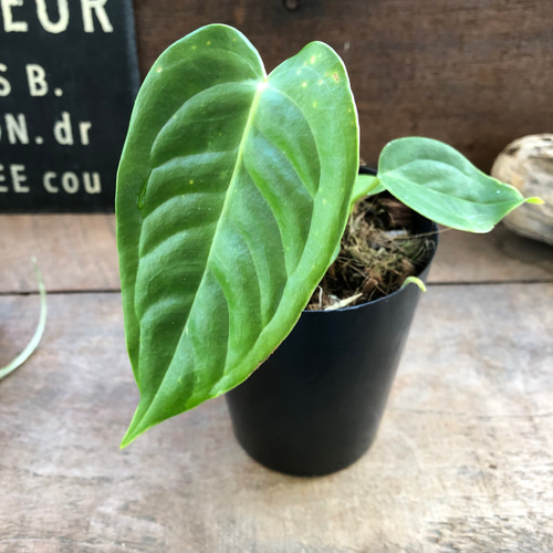 アンスリウム♡ベイチー♡3号ポット♡観葉植物♡希少♡ アート