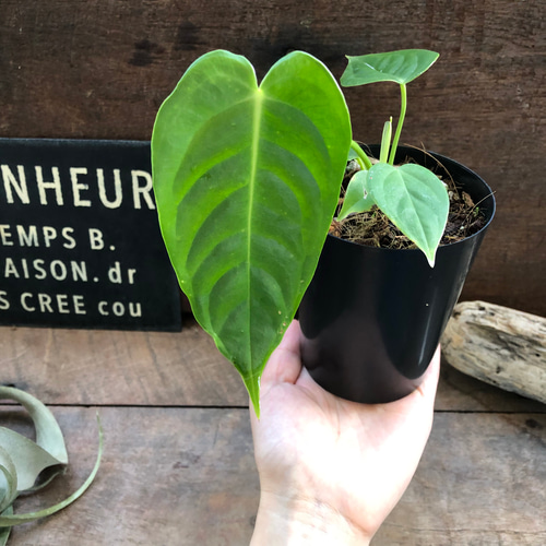 アンスリウム♡ベイチー♡3号ポット♡観葉植物♡希少♡ アート