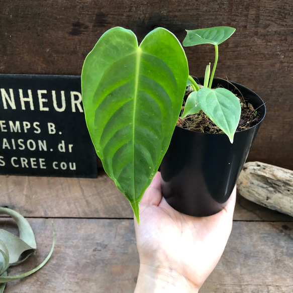 アンスリウム　ベイチー　No.024　鉢、送料込　メルカリ便 アンスリウム ベイチー - メルカリ