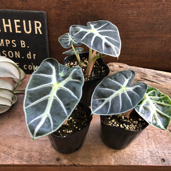 アロカシア Gem Aurora ベビー苗（コームから育成） アロカシア♡ベイビー♡小型種♡観葉植物♡葉脈♡観葉植物 アート